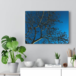 Tree Web - Coco Canvas